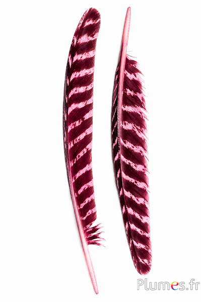 Tacchino bronzo - 33-38 cm - rosa-nero
